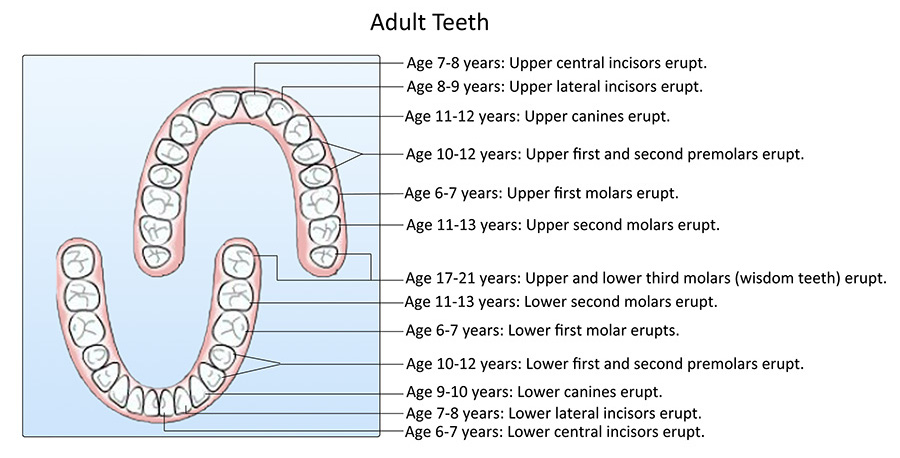 Tooth Eruption Chart - Adult Teeth