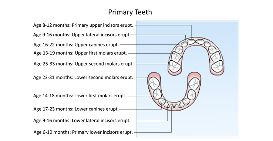 Tooth Eruption Chart - Primary Teeth